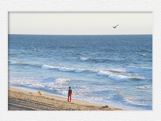 Huntington Beach Bicycle Trail - Dog1