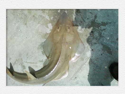 Huntington Beach Pier Fishing - Shovelnose Guitarfish