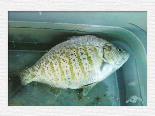 Huntington Beach Pier Fishing - Perch