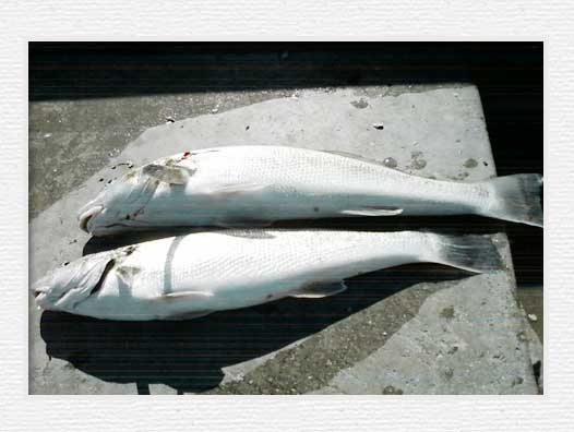 Huntington Beach Pier Fishing - Corbina