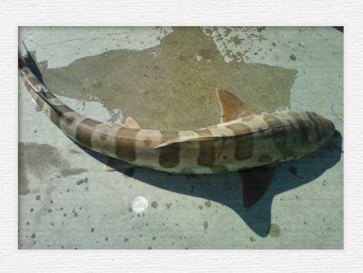 Huntington Beach Pier Fishing - Leopard Shark