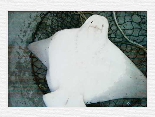 Huntington Beach Pier Fishing - Stingray