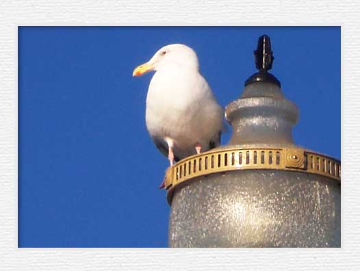 Huntington Beach Pier Fishing - Sea gull