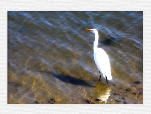 Santa Ana River Trail - Bird1