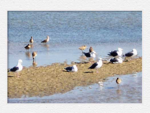 Santa Ana River Trail - Bird2